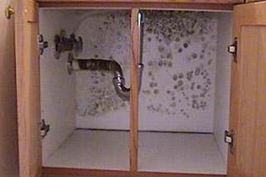 From Crisis to Clean-Up: Professional Mold Removal