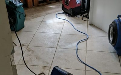 The Ultimate Guide to Mold Remediation Services Near Me: What You Need to Know