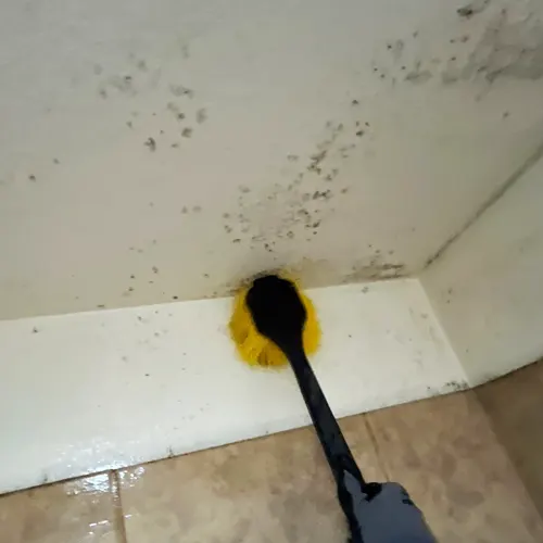 What does mold look like on drywall? Black and green mold growing behind damaged wall paneling